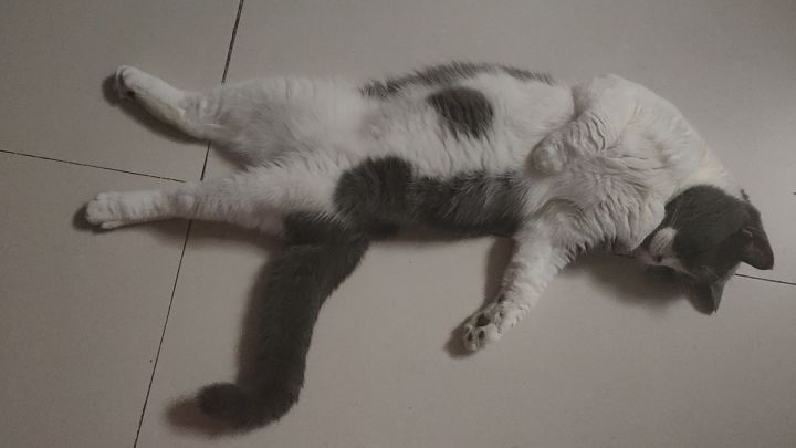 怎么会有小猫咪这么不注意形象的啊截图