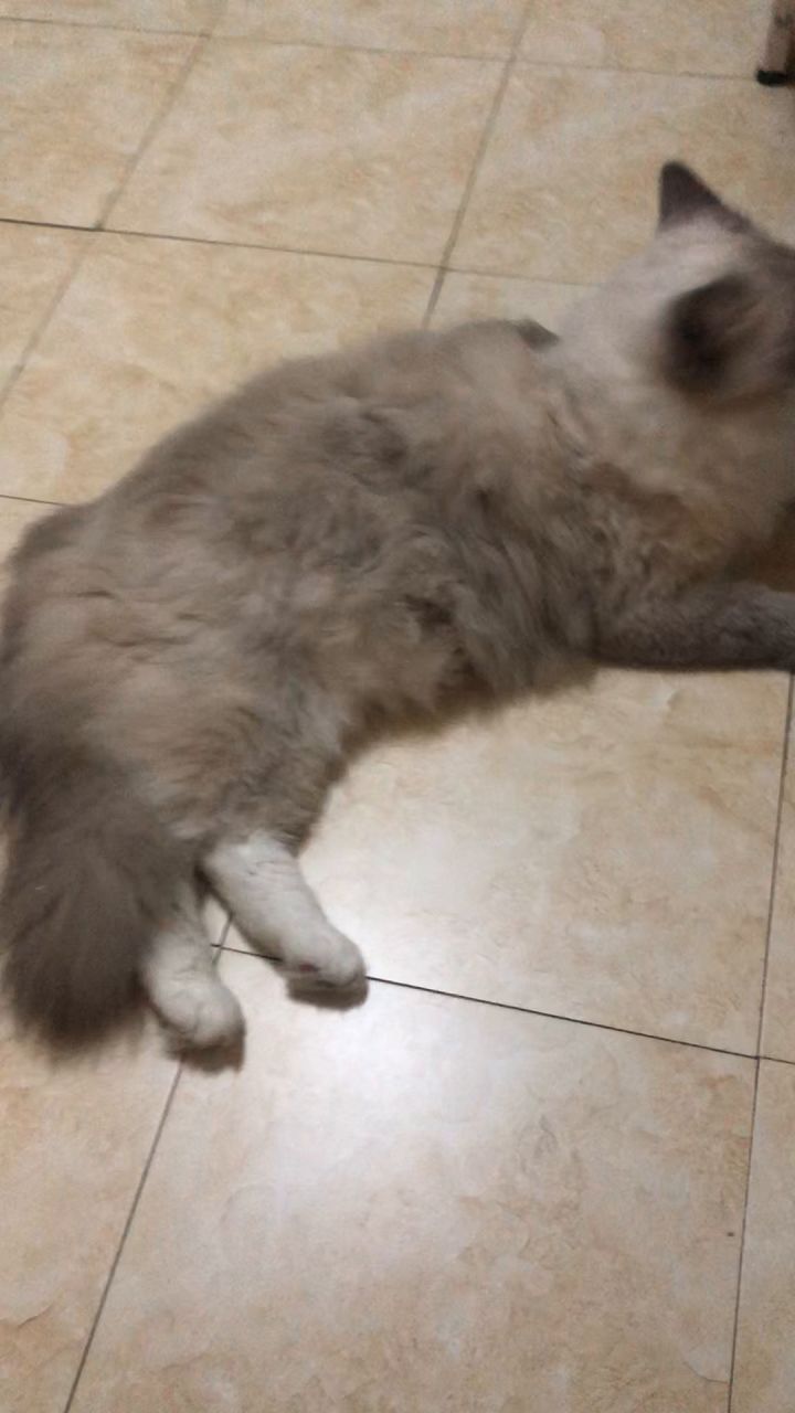 【羁绊】肥猫截图
