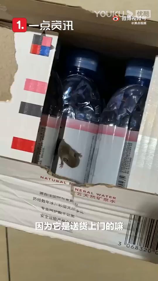 女子网购矿泉水出现2只活老鼠截图