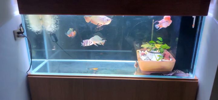活生生的氵🐟截图