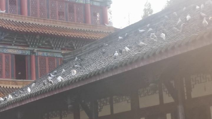 寺院可真好玩😃ヾ(*ΦωΦ)ノ截图