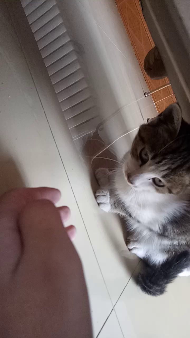 我的小猫😁截图