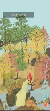 今日送礼台湾杉～