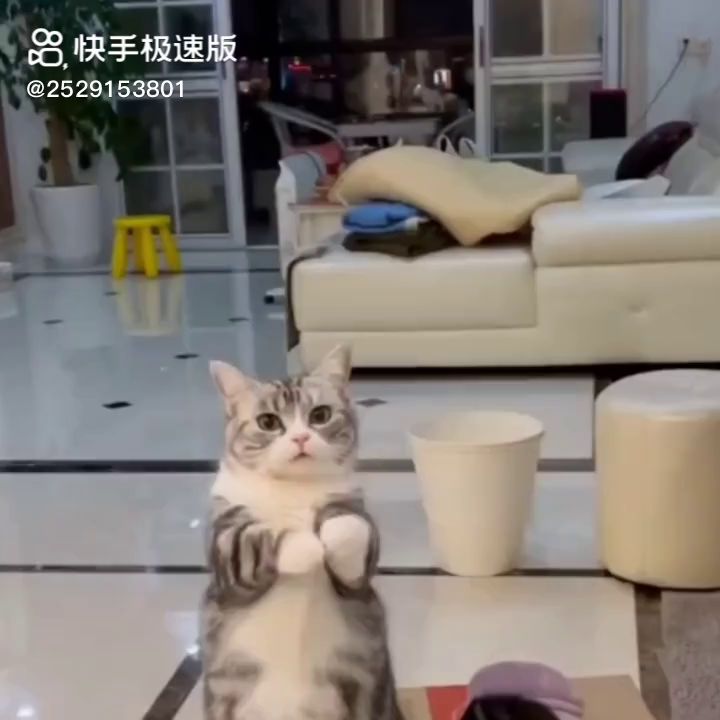 作者:戒猫中心截图
