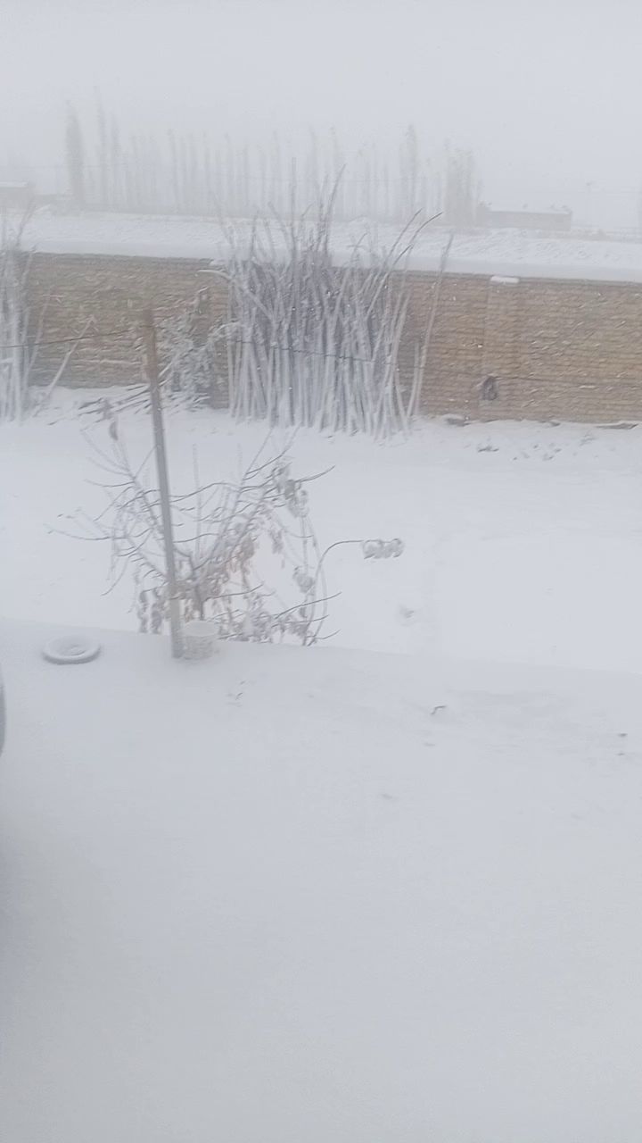 雪真大截图