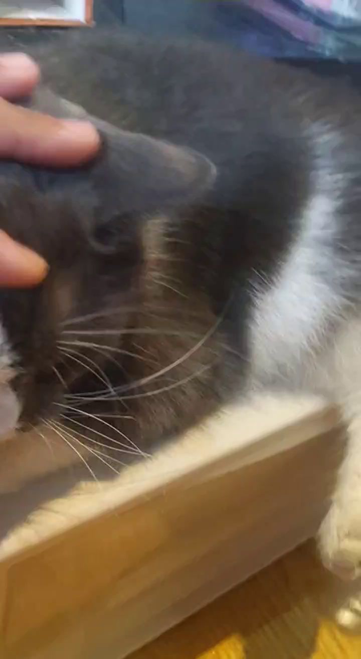 猫咪~截图
