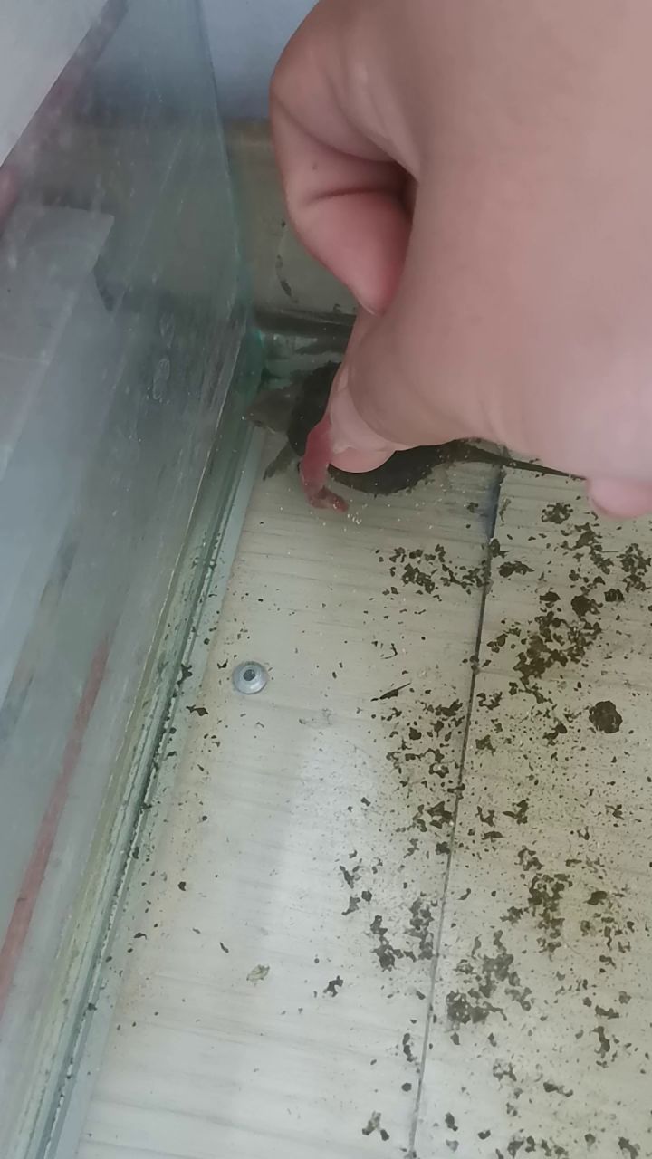 九毛九包邮截图