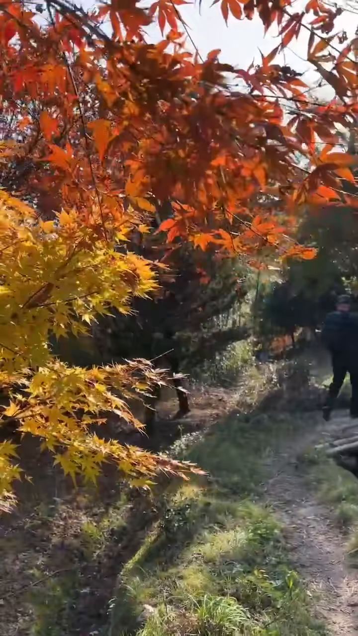 满山红叶截图