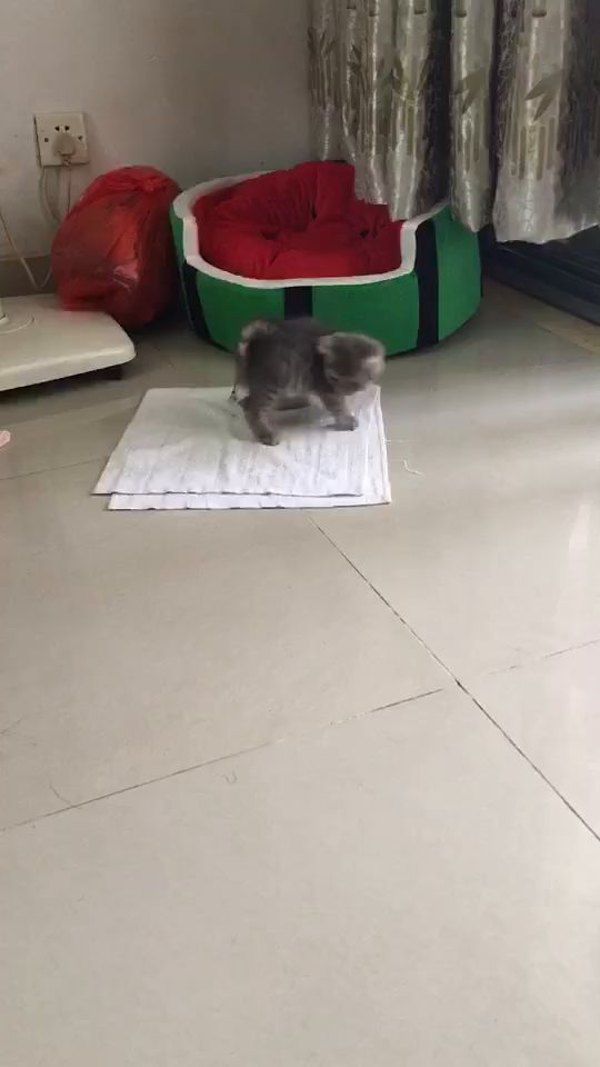 趁它还小,赶紧玩截图