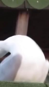 【庄园Disco】当你有一个喜欢磕cp的朋友