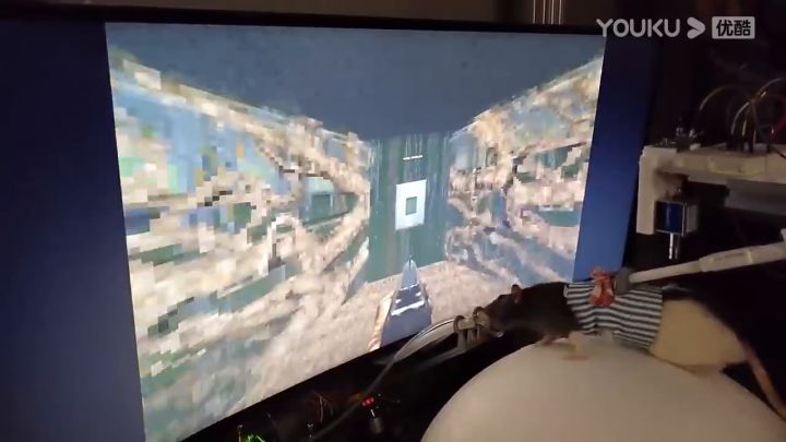 【3DM游戏网】训练老鼠玩DOOM2截图