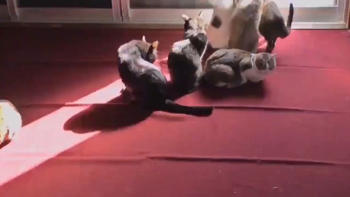 一个关于猫的向光性的实验截图