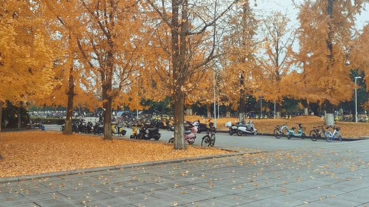 又是最爱的银杏落叶的时候了截图