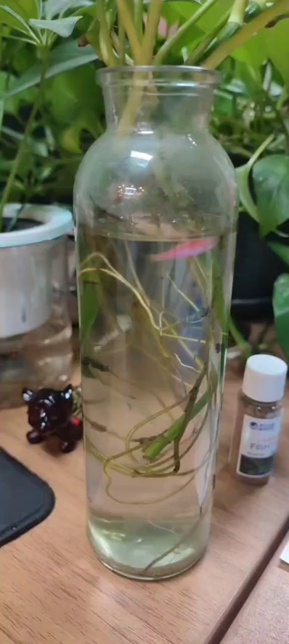 鱼啊鱼，游啊游~截图