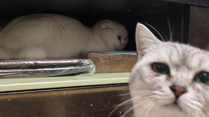 猫游不如撸猫截图