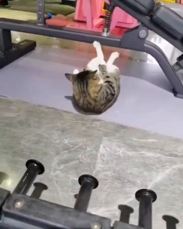 周六早上了,跟着猫猫完成一周的运动吧!截图