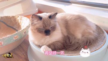 【洛音闲聊】「三点钟，武侠乂先」