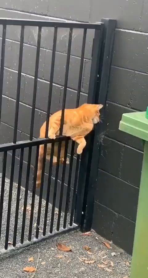 世界上有两种猫截图