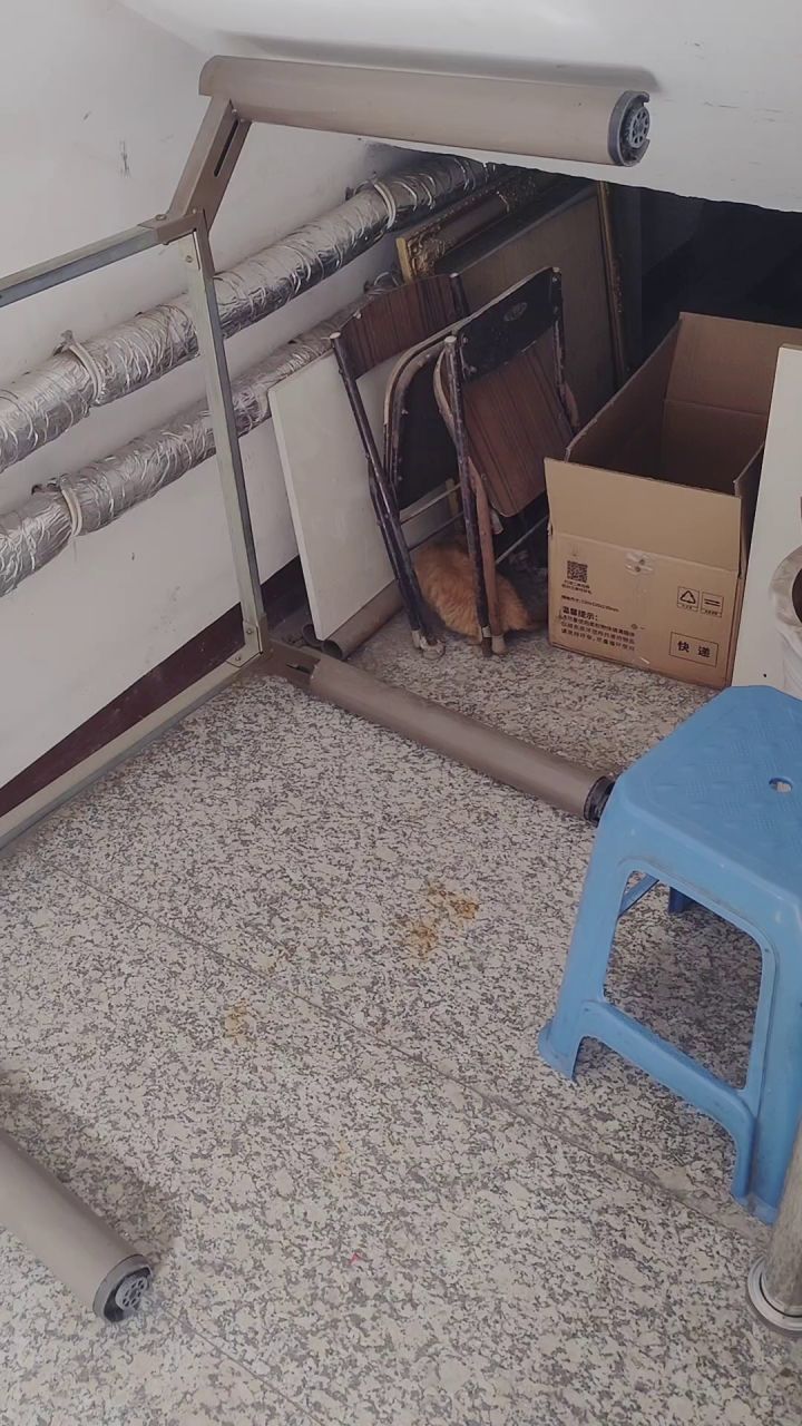 楼道发现一只小流浪🐱(´°Δ°`)截图