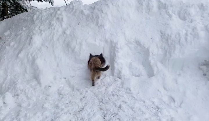 雪地里做了一个猫猫窝，没想到它真的钻进去了截图