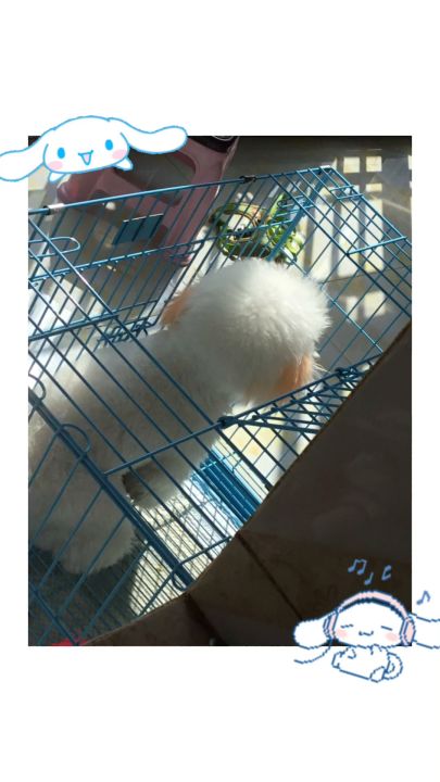 家有修狗的快来看看!!干!截图