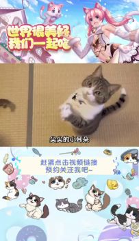 来看看你的五星级猫咪基地叭~