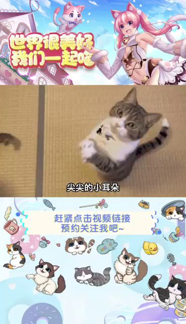 来看看你的五星级猫咪基地叭~截图