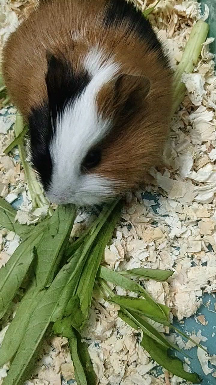 没什么好氵的晒一下新养的荷兰猪截图