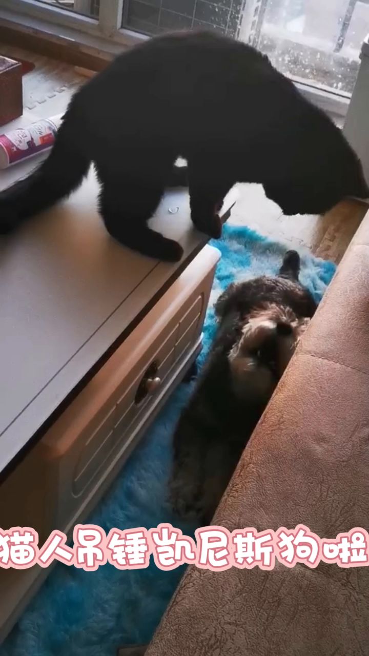猫狗大战（光耀翡莱）截图