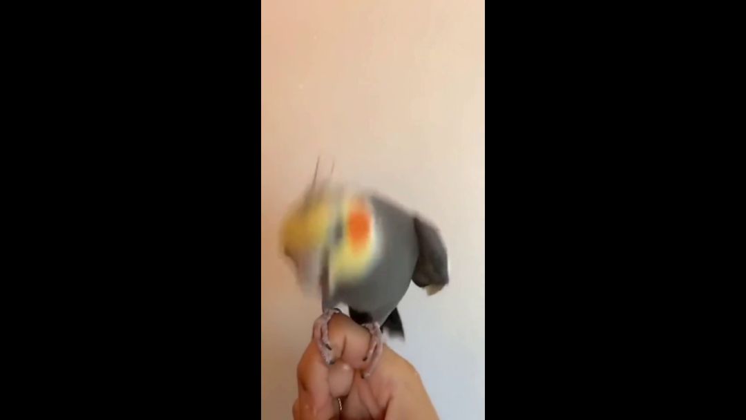 video-2558766