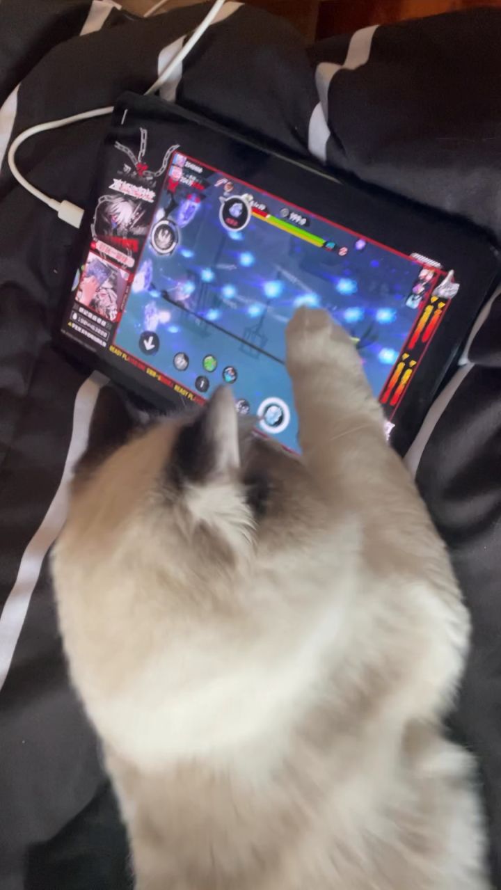 可能小猫咪也想一番吧🤔截图