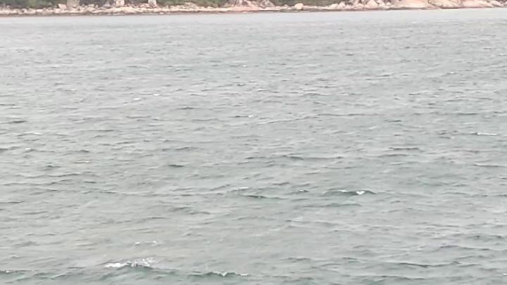 长这么大真的第一次见到海豚截图