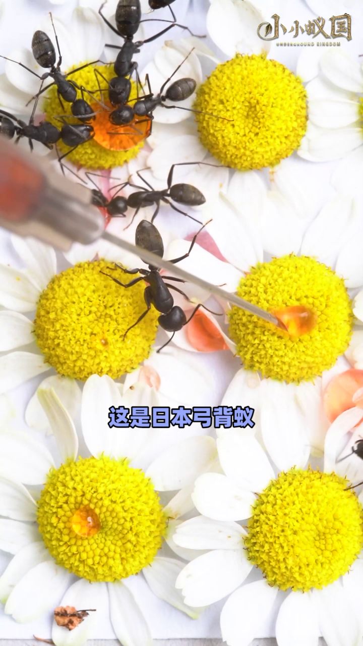 【云养蚁】蚂蚁养殖日志播报001截图