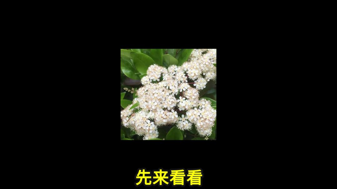 video-2651562