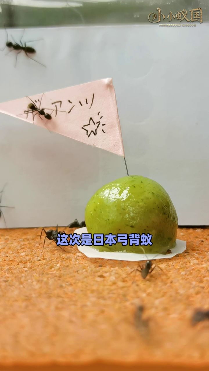 【云养蚁003】来看看嗜甜的蚂蚁是怎么吃青团的吧~截图