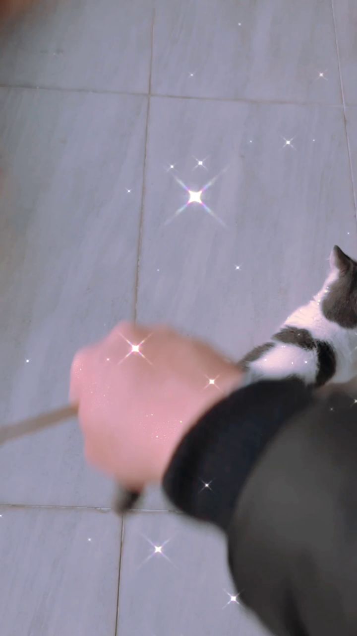 称呼之猫咪养成截图