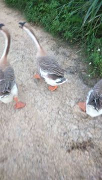 《老家的果园》+《母亲的小菜园》