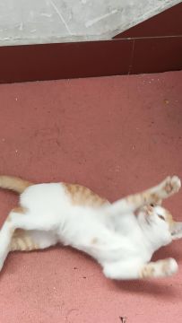 猫   咪   诱   捕   器