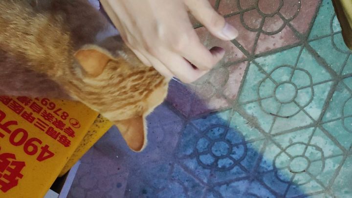流浪猫真的很会讨喜耶截图
