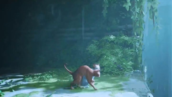 在猫猫冒险游戏《Stray》里，和其他猫猫互相舔毛🐈截图