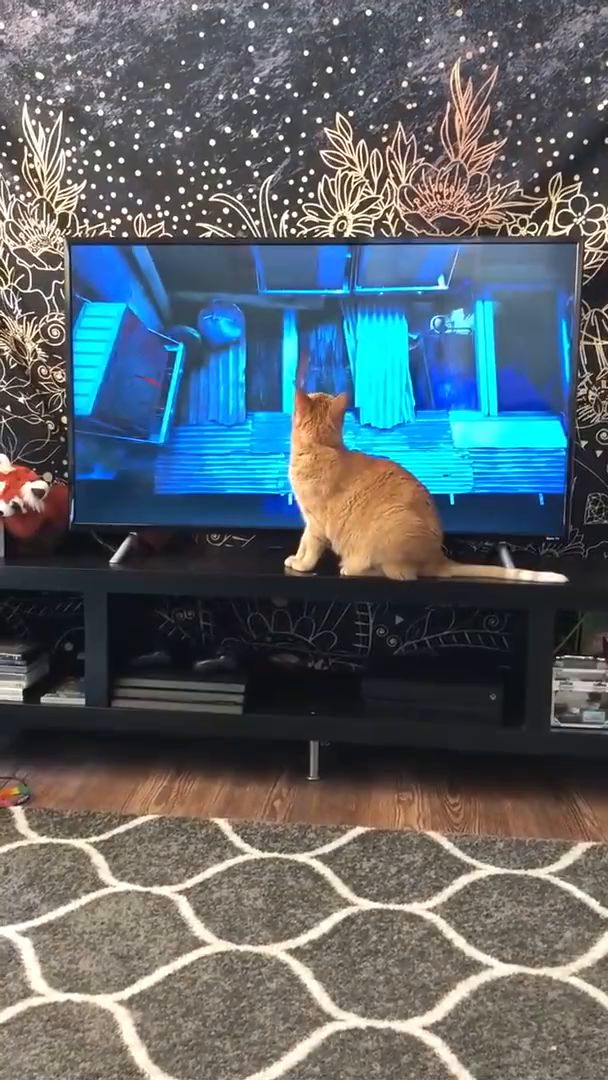 “你怎么能跟别的小猫咪玩?”截图