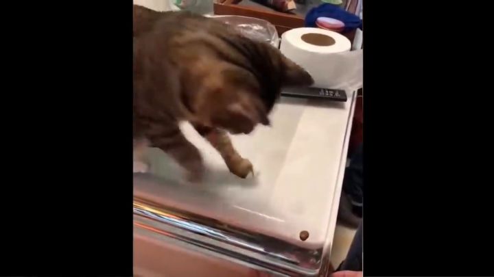 蠢萌的阿猫阿狗们截图