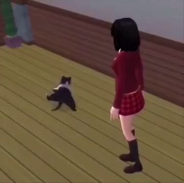 一只会跳霹雳舞的奶牛猫，正在成为新的meme之神截图