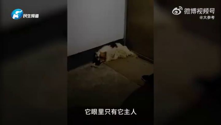 忠犬守在去世主人家门两年后离世：心里只装得下一个主人！ | 冷兔小报 No.753截图