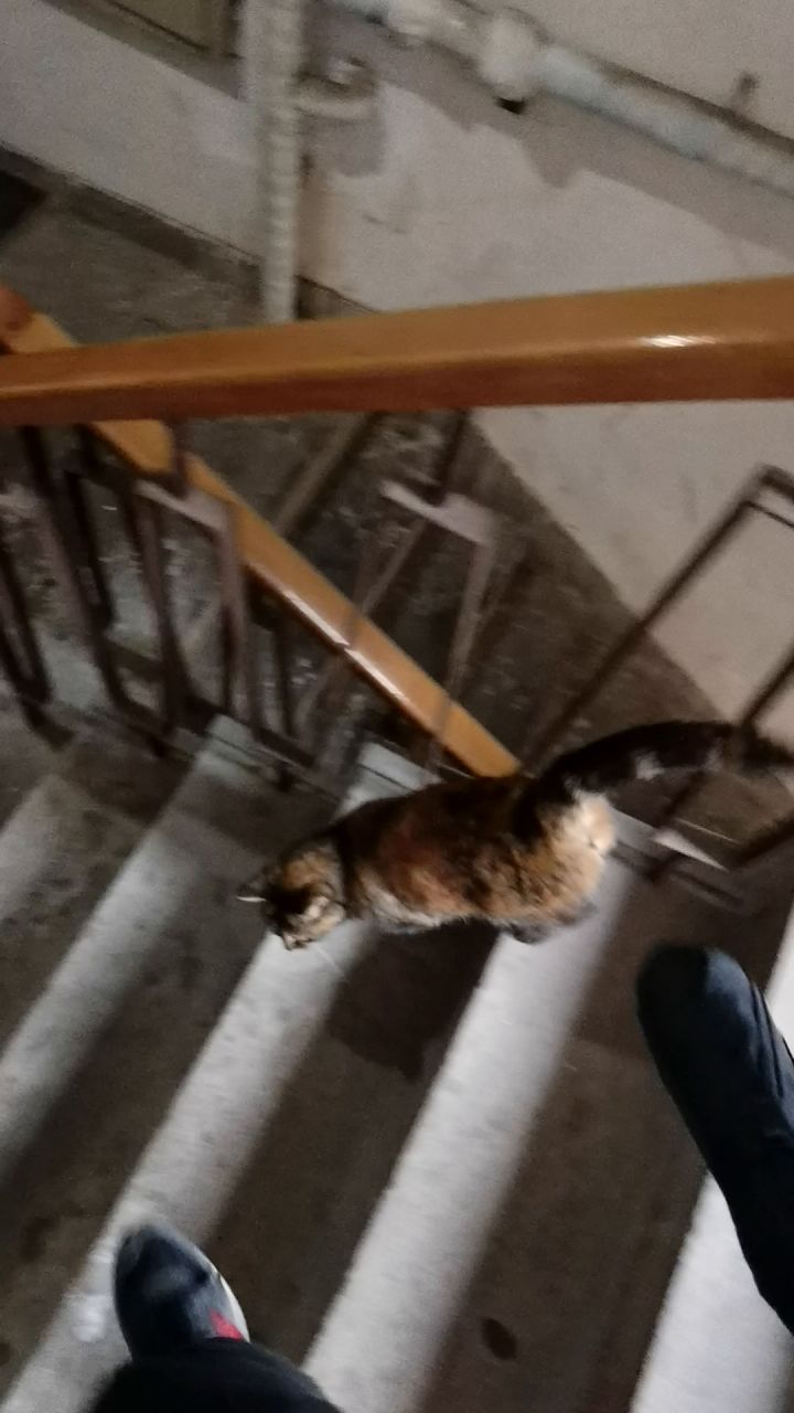 《关于我成为流浪猫的工具人这件事》截图