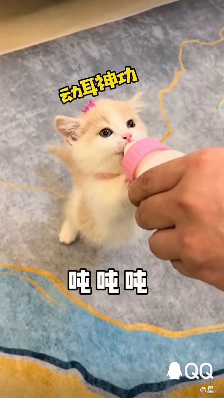 🉑爱猫猫,肚子饿啦!会站起来喝🍼真的好Q呀!这样的猫猫你想抱回家养着吗?截图