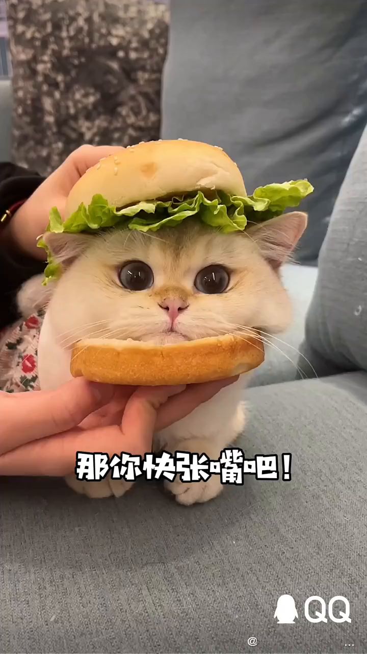 见过猫咪,但是你有没有见过🍔猫咪呢?真的🉑爱到爆啦!截图