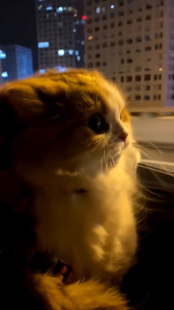 妻稀节有喵喵🐱陪我过🥺截图