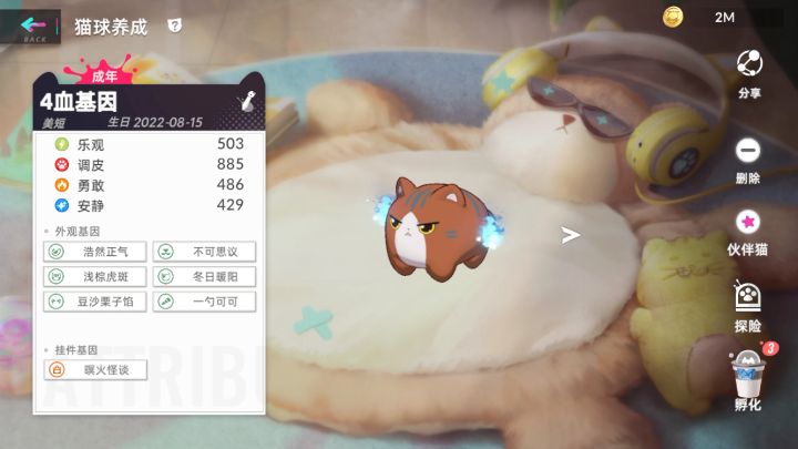 日猫半天,定睛一看,品种全是美短截图