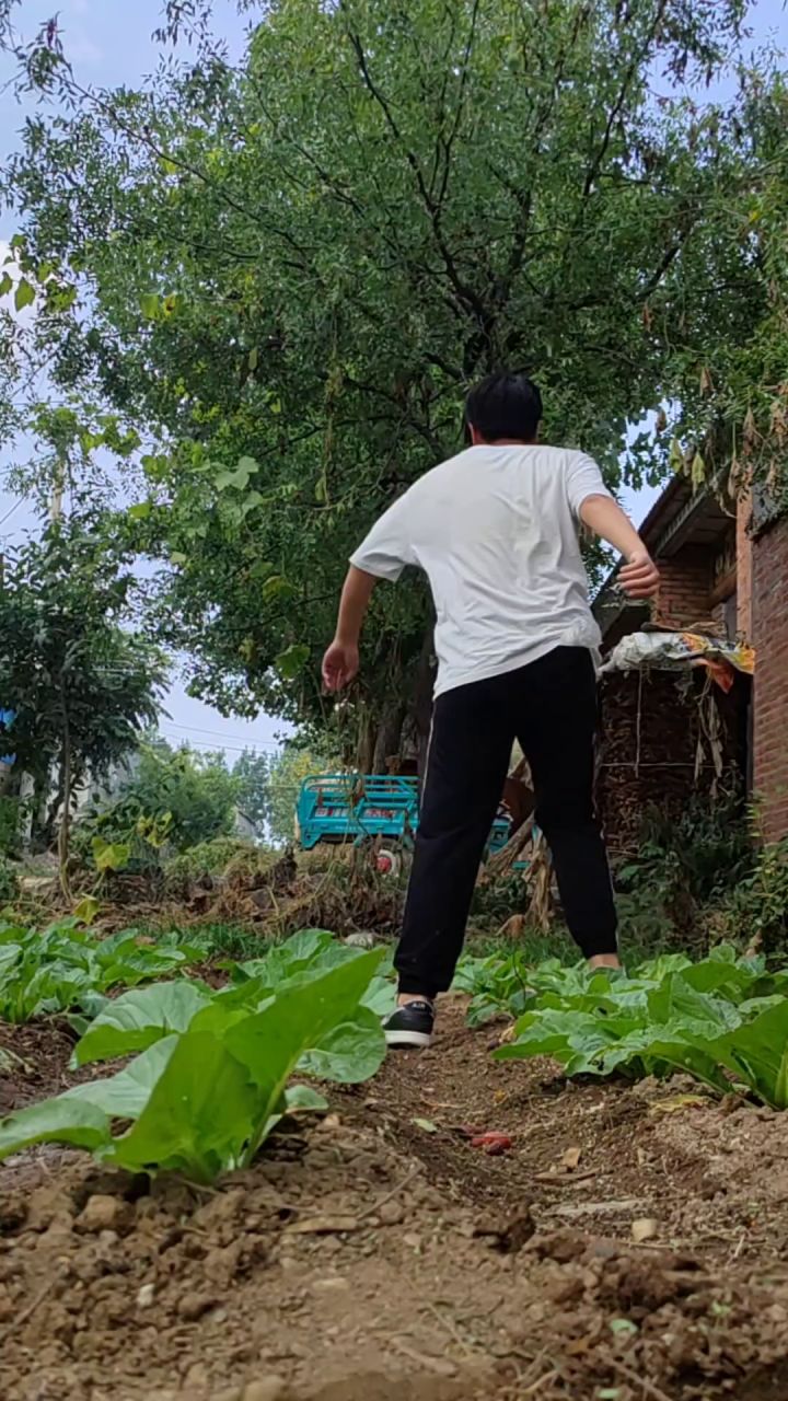 中秋给大家整个活:马一上树截图